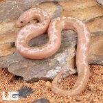 ug_Snow_Striped_Kenyan_Sand_Boa_4.jpg