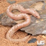 ug_Snow_Striped_Kenyan_Sand_Boa_3.jpg