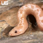 ug_Snow_Striped_Kenyan_Sand_Boa_1.jpg