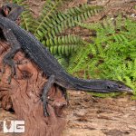 ug_Black Monitor_3.jpg