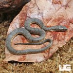 ug_Baby_Dog_Faced_Water_Snake_1.jpg