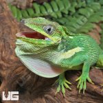 ug_Cuban_Knight_Anole_4.jpg