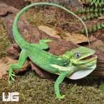 ug_Cuban_Knight_Anole_1.jpg
