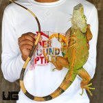 ug_iguana_white head_4.jpg