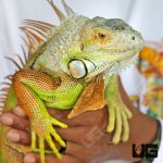 ug_iguana_white head_3.jpg