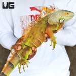ug_iguana_white head_1.jpg