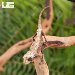 ug_Ebenaus_Leaf_Chameleon_5.jpg
