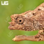 ug_Ebenaus_Leaf_Chameleon_3.jpg