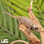 ug_Ebenaus_Leaf_Chameleon_2.jpg