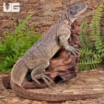 ug_Adult_Weber's_Sailfin_Dragon_4.jpg