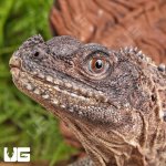 ug_Adult_Weber's_Sailfin_Dragon_3.jpg