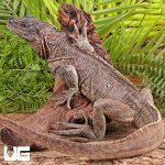 ug_Adult_Weber's_Sailfin_Dragon_2.jpg