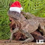 ug_Adult_Weber's_Sailfin_Dragon_1.jpg