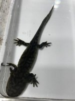 IMG_3642.jpeg