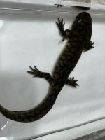 IMG_3640.jpeg