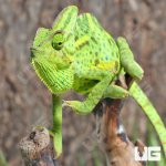 ug_Veiled_Chameleon_(6-8″)_5.jpg