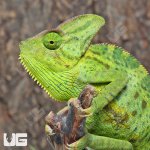 ug_Veiled_Chameleon_(6-8″)_4.jpg