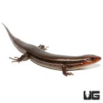 ug_five_lined_skink_3.jpg
