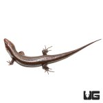 ug_five_lined_skink_2.jpg