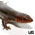 ug_five_lined_skink_1.jpg