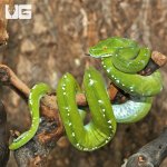ug_aru_green_tree_python_4.jpg