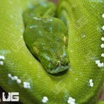 ug_aru_green_tree_python_2.jpg