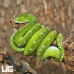 ug_aru_green_tree_python_1.jpg