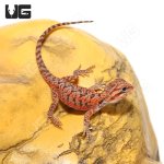 ug_Inferno_Translucent_Bearded_Dragon_3.jpg