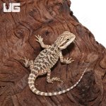 ug_Citrus_Leatherback_1.jpg