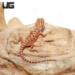 ug_Inferno_Leatherback_Bearded_Dragon_4.jpg