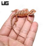 ug_Inferno_Leatherback_Bearded_Dragon_3.jpg