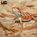 ug_Inferno_Leatherback_Bearded_Dragon_1.jpg