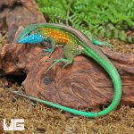 ug_Rainbow_Whiptail_Lizard_3.jpg