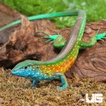 ug_Rainbow_Whiptail_Lizard_1.jpg
