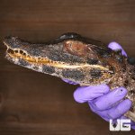 ug_adult smooth_front_caiman_1.jpg