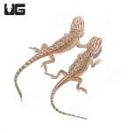 ug_baby_dunner_bearded_dragon_4.jpg