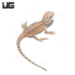 ug_baby_dunner_bearded_dragon_2.jpg