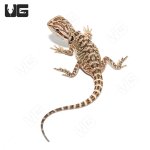 ug_baby_citrus_bearded_dragon_4.jpg