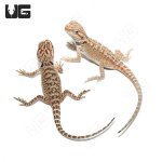 ug_baby_citrus_bearded_dragon_2.jpg