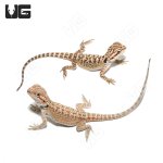 ug_baby_citrus_bearded_dragon_1.jpg