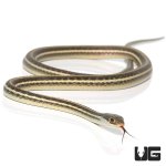 ug_ribbon_snake_1.jpg