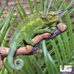 ug_jacksons_chameleon_1.jpg
