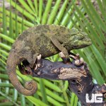 ug_jacksons_chameleon_4.jpg