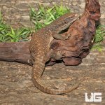 ug_Savannah_Monitor_4.jpg