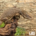 ug_Savannah_Monitor_3.jpg