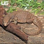 ug_Savannah_Monitor_2.jpg