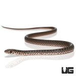 ug_baby_black_racer_2.jpg