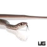 ug_baby_black_racer_3.jpg