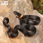 ug_Ringneck_Snake_4.jpg