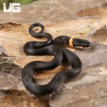 ug_Ringneck_Snake_2.jpg